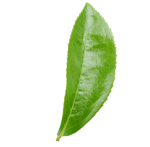Tree leaf's image